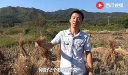 华南农业爆料事件视频,揭开养殖场惊人内幕